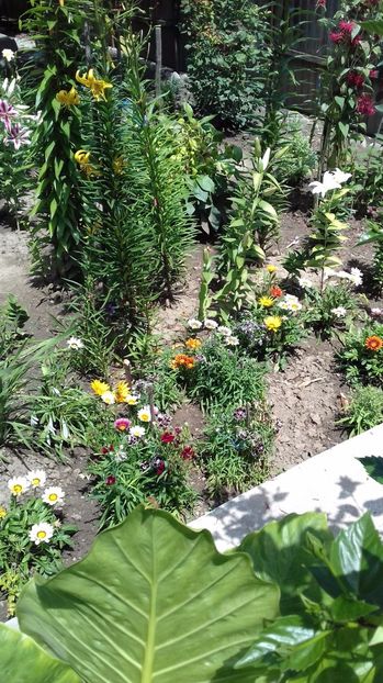  - Gradina mea iulie 2017