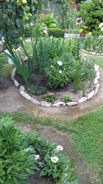  - Gradina mea iulie 2017