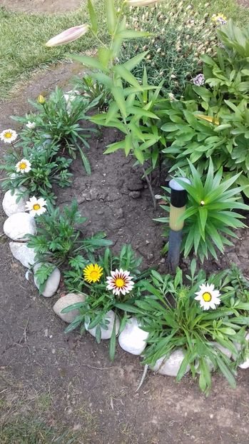  - Gradina mea iulie 2017