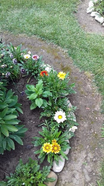  - Gradina mea iulie 2017