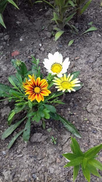  - Gradina mea iulie 2017