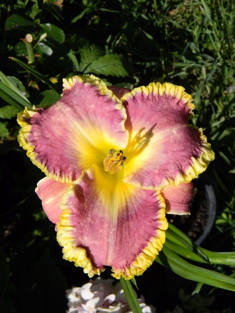 Spacecoast better late - Hemerocallis 2017