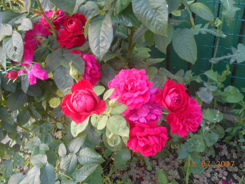  - 4TRANDAFIRI 2017