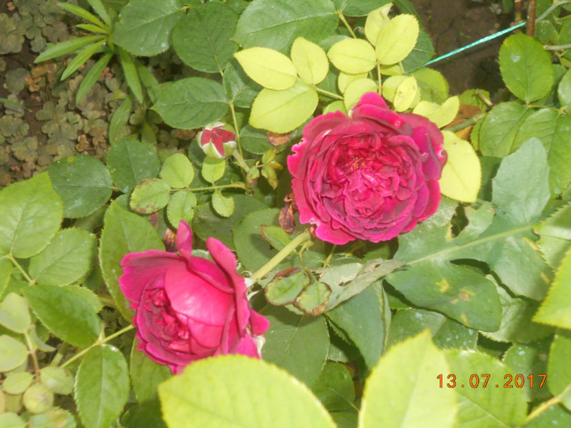  - 4TRANDAFIRI 2017
