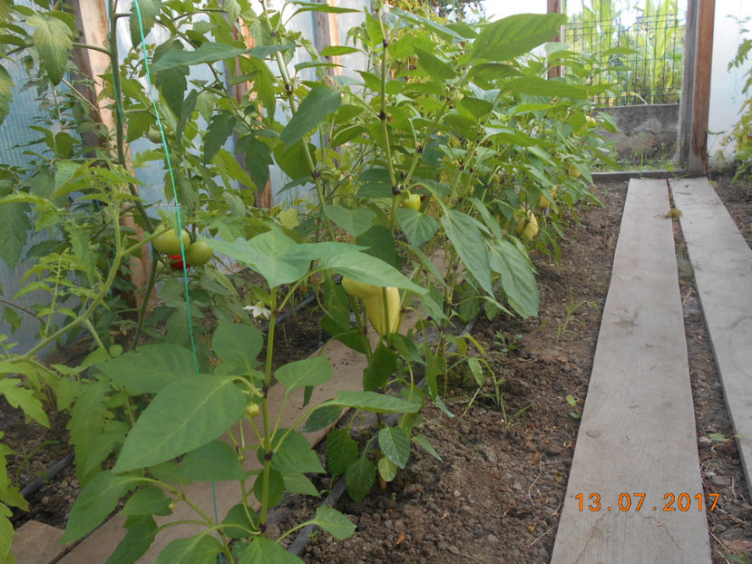  - 4Gradina de legume 2017