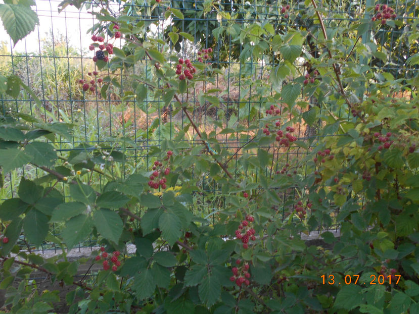  - 4Gradina de legume 2017