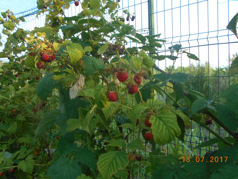  - 4Gradina de legume 2017