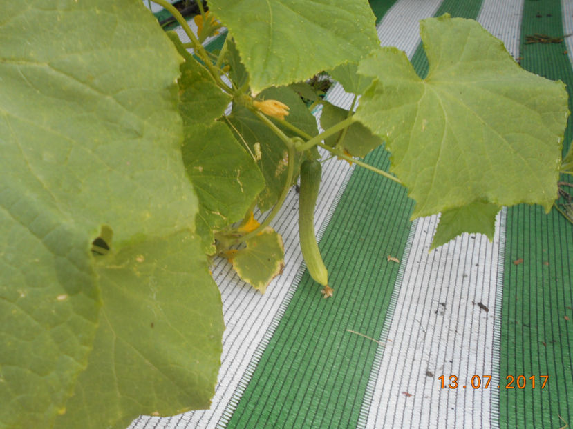  - 4Gradina de legume 2017