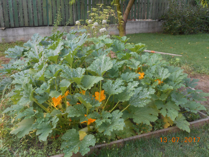  - 4Gradina de legume 2017