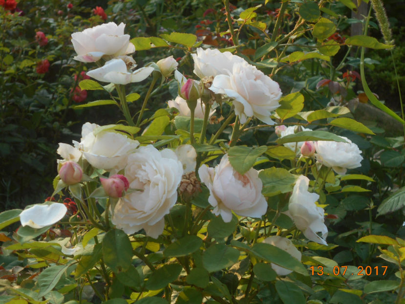  - 4TRANDAFIRI 2017