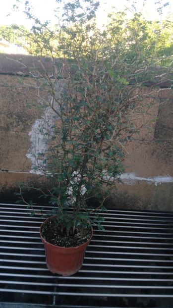  - Aaa achizitii 2017