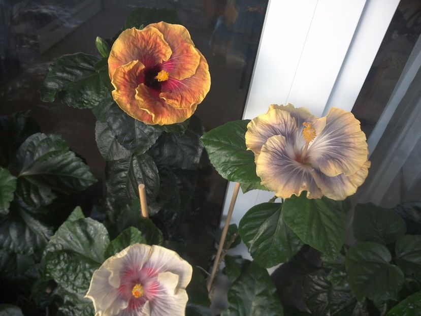 WIN_20170713_070645 - 03Hibiscus