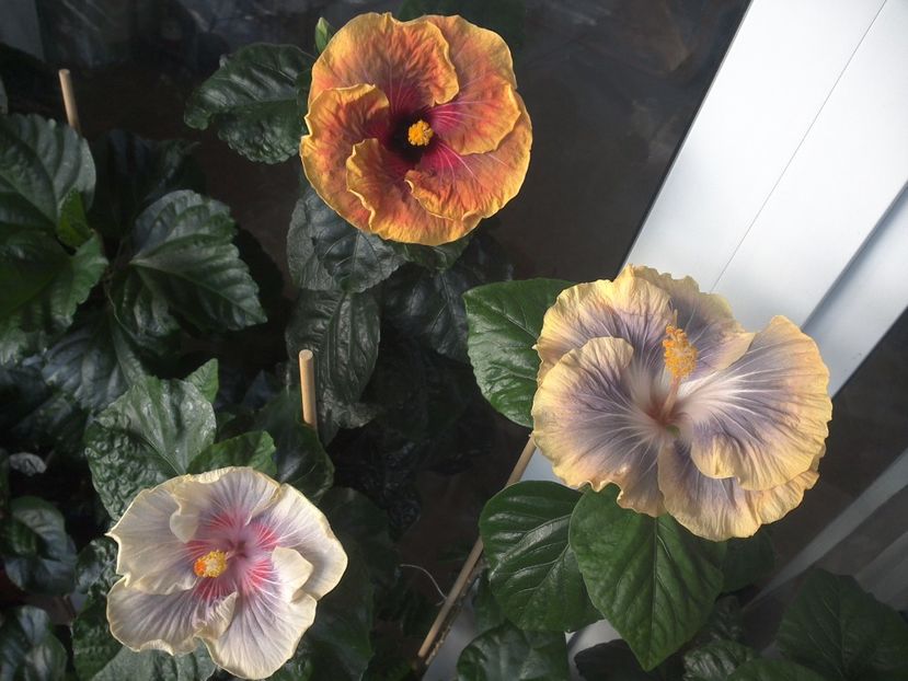 WIN_20170713_070653 - 03Hibiscus