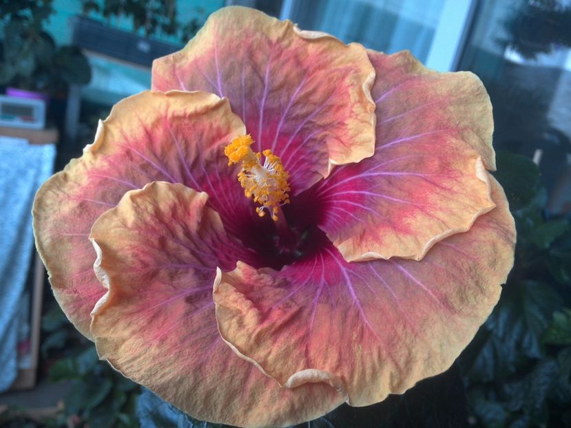 WIN_20170713_065723 - Jolanda Gommer