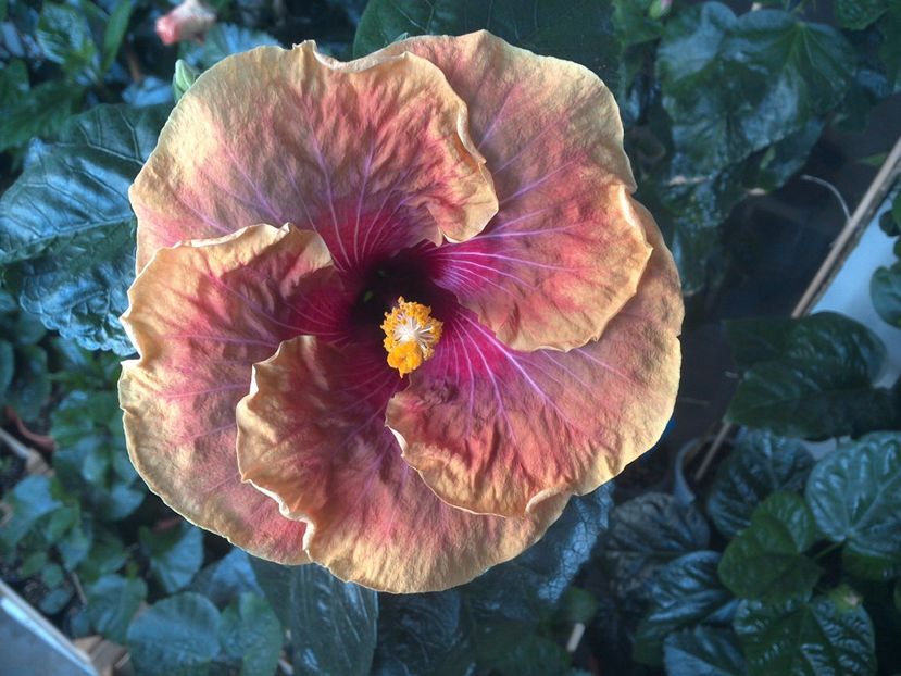 WIN_20170713_065754 - Jolanda Gommer