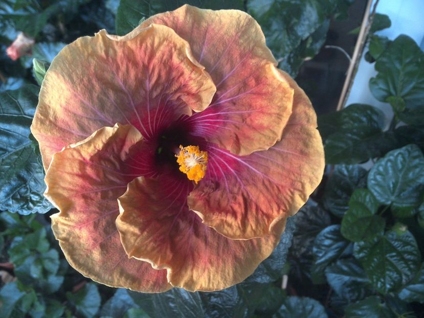 WIN_20170713_065805 - Jolanda Gommer