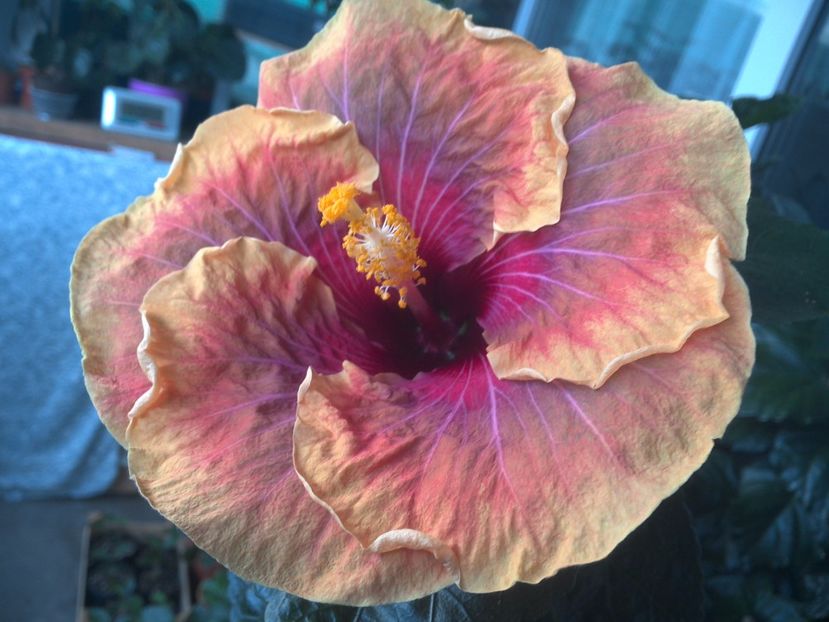 WIN_20170713_065842 - Jolanda Gommer