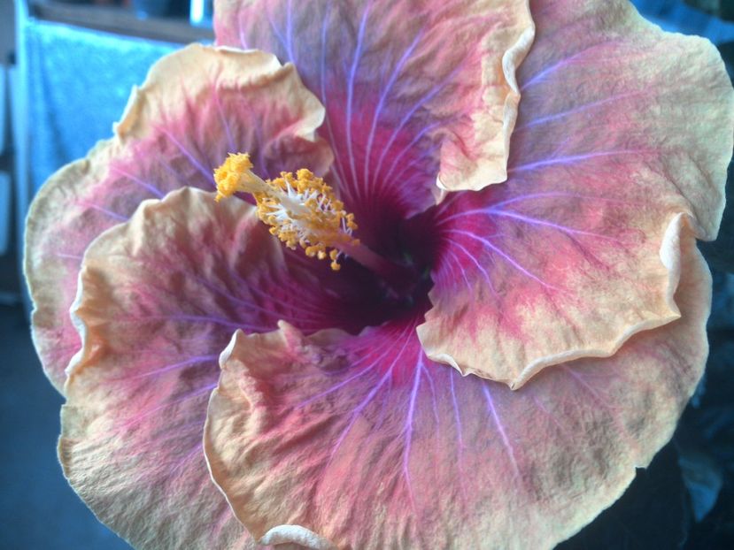 WIN_20170713_065910 - Jolanda Gommer