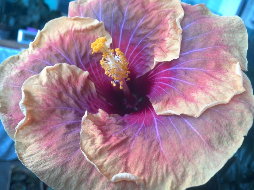 WIN_20170713_065906 - Jolanda Gommer