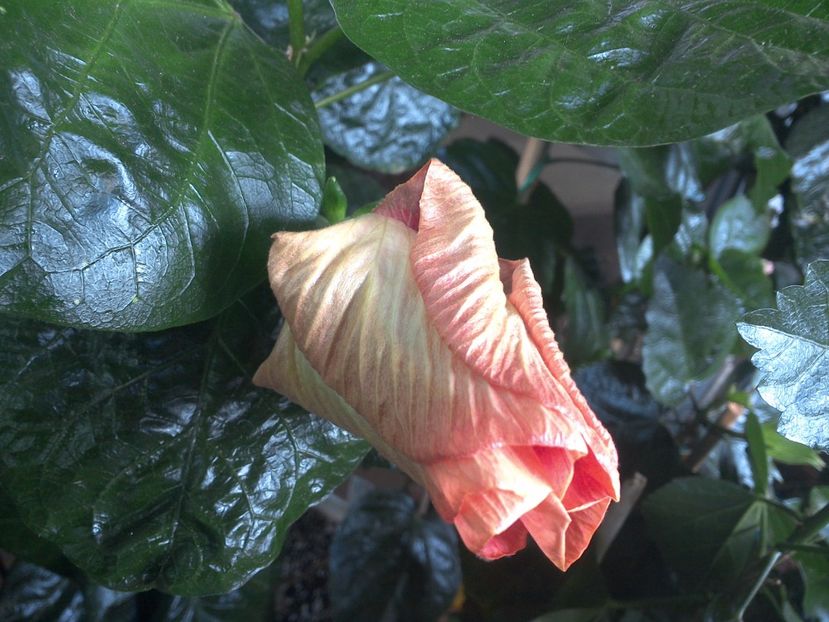 WIN_20170713_074054 - Tahitian Purple Ripple