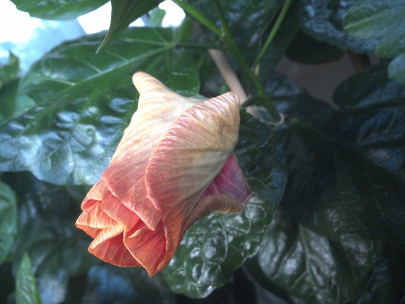 WIN_20170713_074104 - Tahitian Purple Ripple