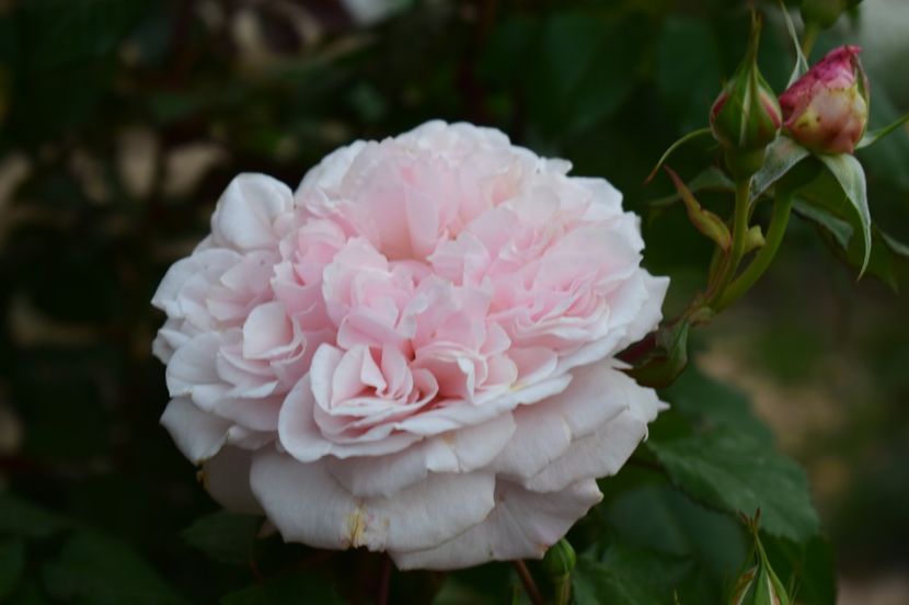  - TRANDAFIRI DE POVESTE I