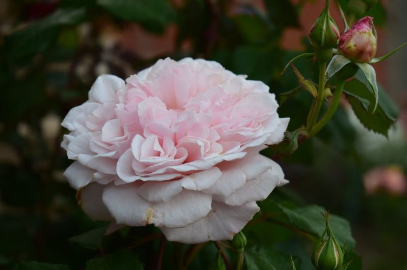  - TRANDAFIRI DE POVESTE I