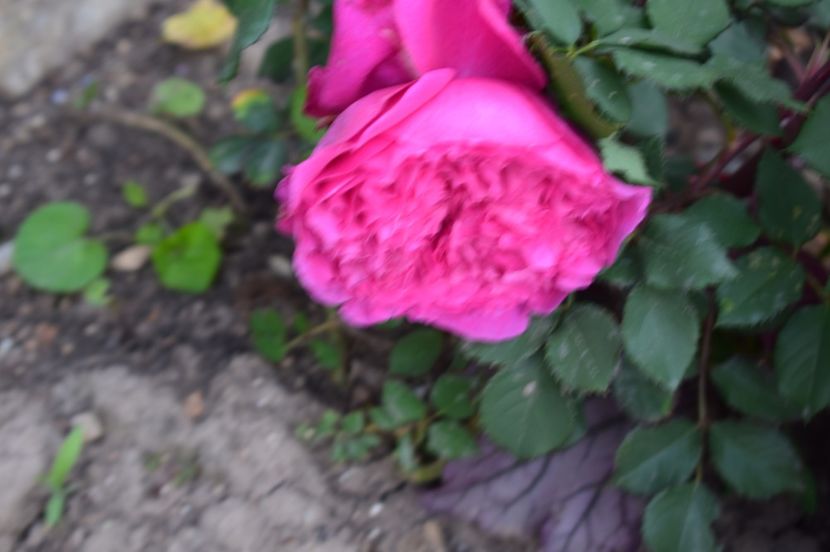  - TRANDAFIRI DE POVESTE I