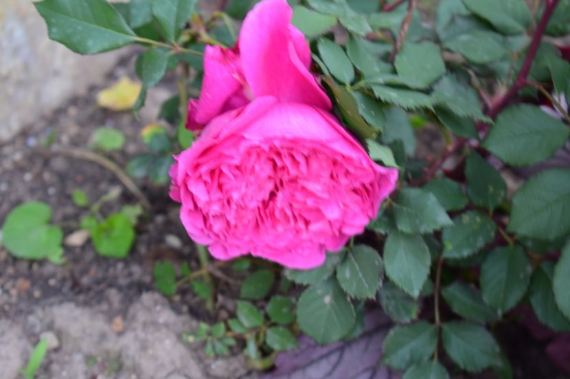  - TRANDAFIRI DE POVESTE I