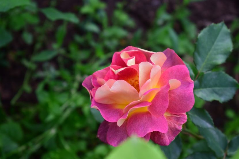  - TRANDAFIRI DE POVESTE I