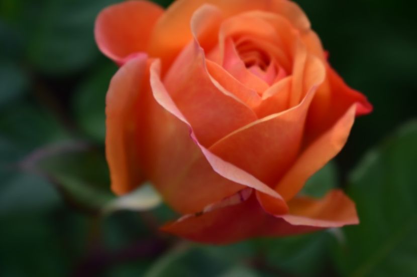  - TRANDAFIRI DE POVESTE I