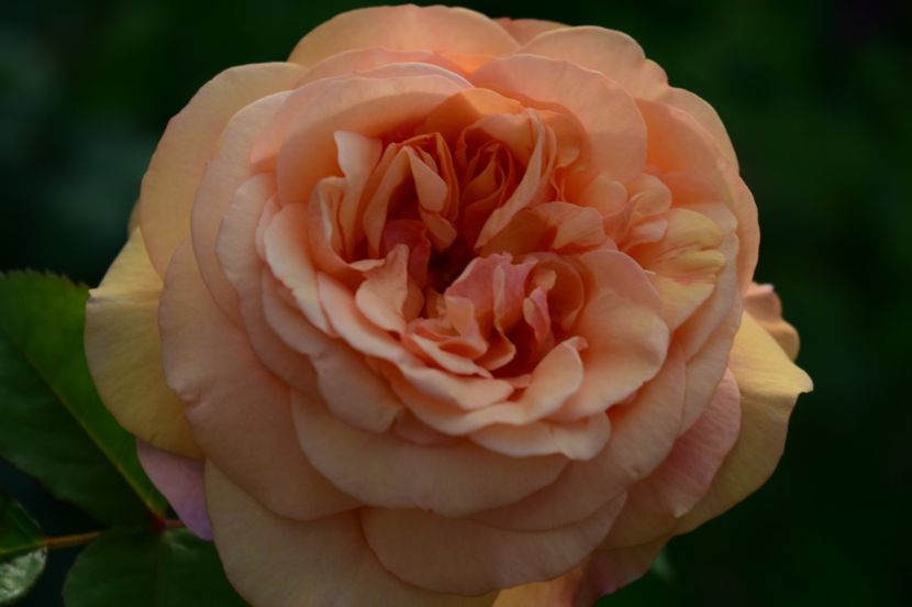  - TRANDAFIRI DE POVESTE I