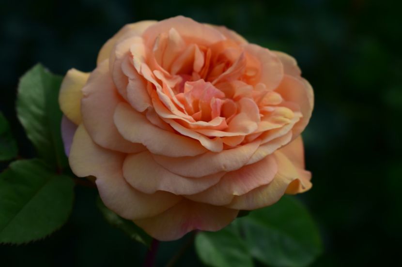  - TRANDAFIRI DE POVESTE I