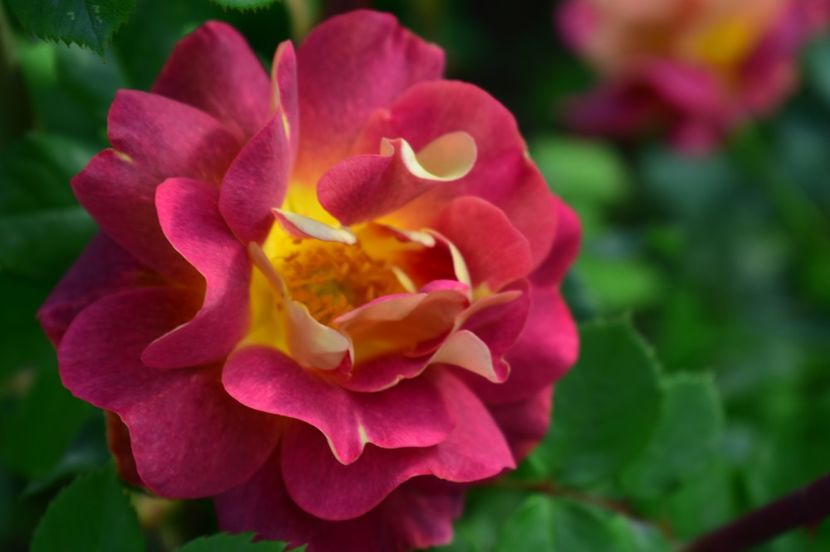  - TRANDAFIRI DE POVESTE I