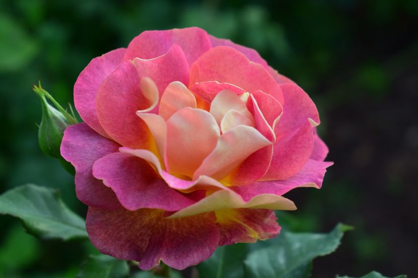  - TRANDAFIRI DE POVESTE I