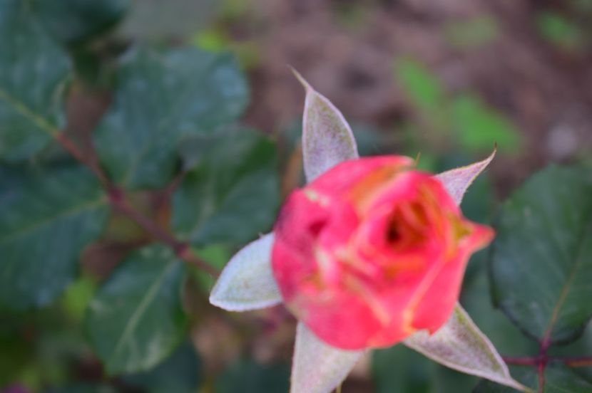  - TRANDAFIRI DE POVESTE I