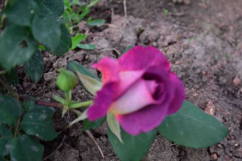  - TRANDAFIRI DE POVESTE I