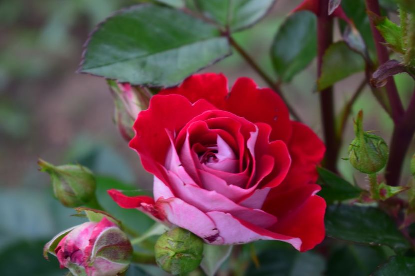  - TRANDAFIRI DE POVESTE I