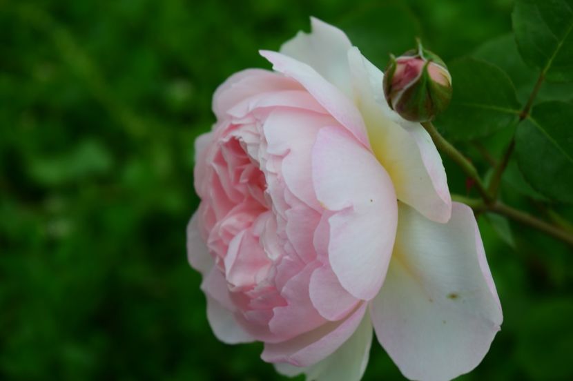  - TRANDAFIRI DE POVESTE I