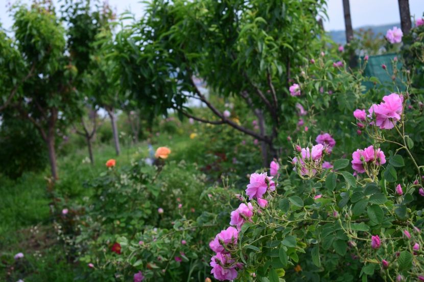  - TRANDAFIRI DE POVESTE I