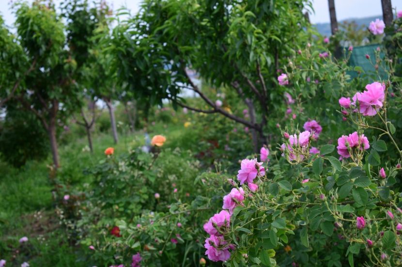  - TRANDAFIRI DE POVESTE I