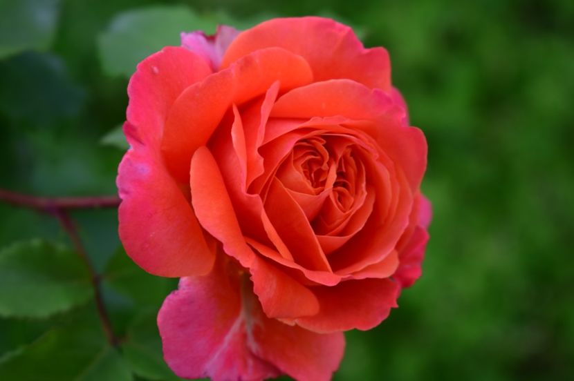  - TRANDAFIRI DE POVESTE I