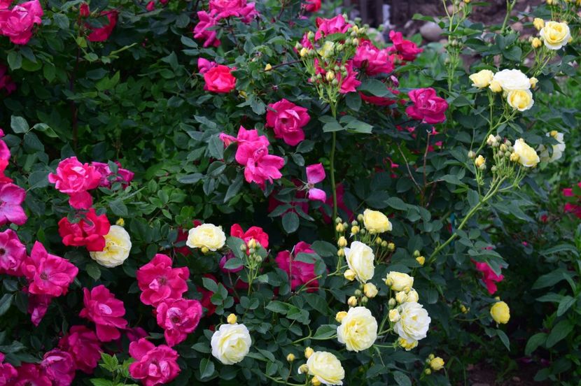  - TRANDAFIRI DE POVESTE I