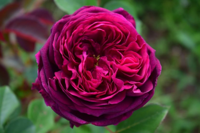  - TRANDAFIRI DE POVESTE I