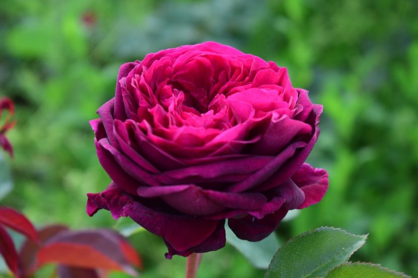  - TRANDAFIRI DE POVESTE I