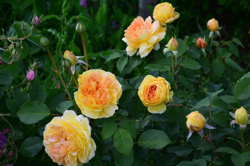  - TRANDAFIRI DE POVESTE I