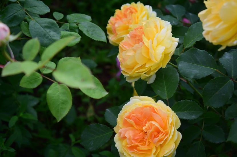  - TRANDAFIRI DE POVESTE I