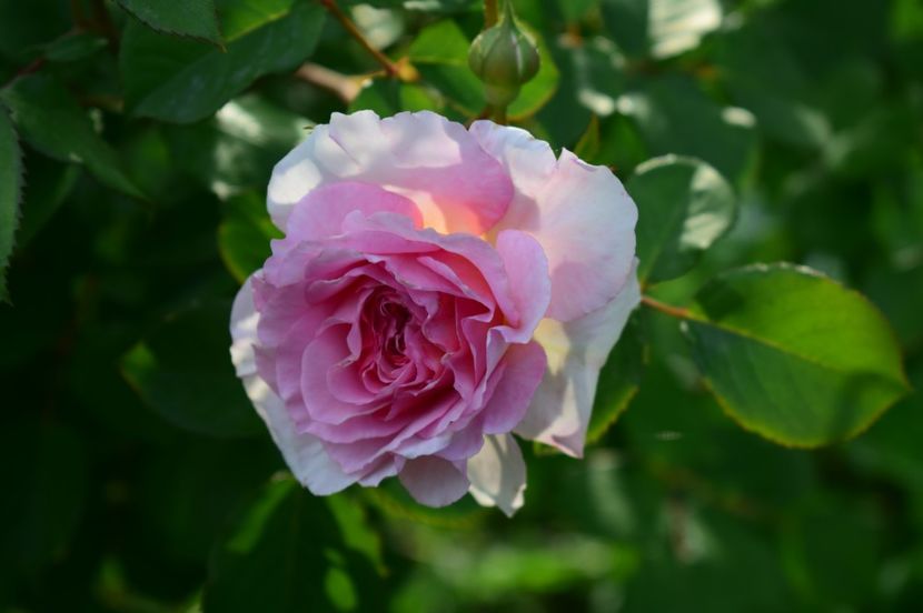  - TRANDAFIRI DE POVESTE I