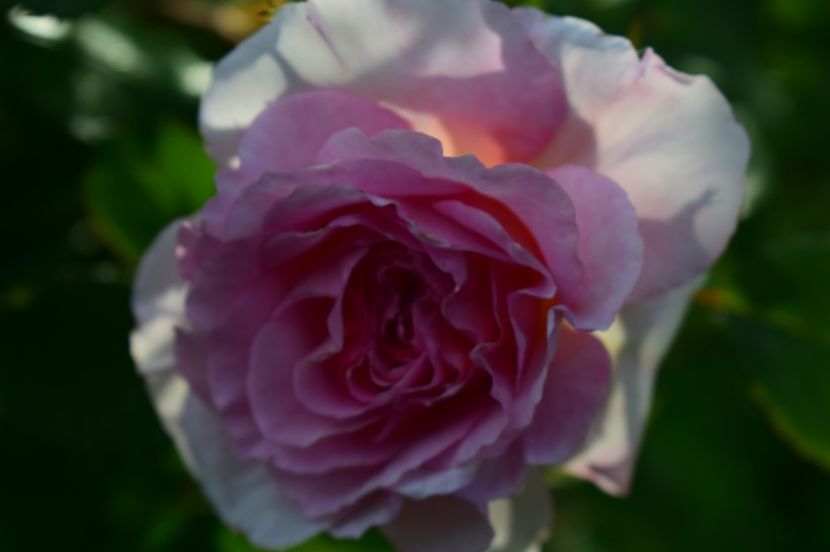  - TRANDAFIRI DE POVESTE I