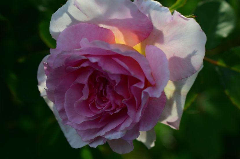  - TRANDAFIRI DE POVESTE I